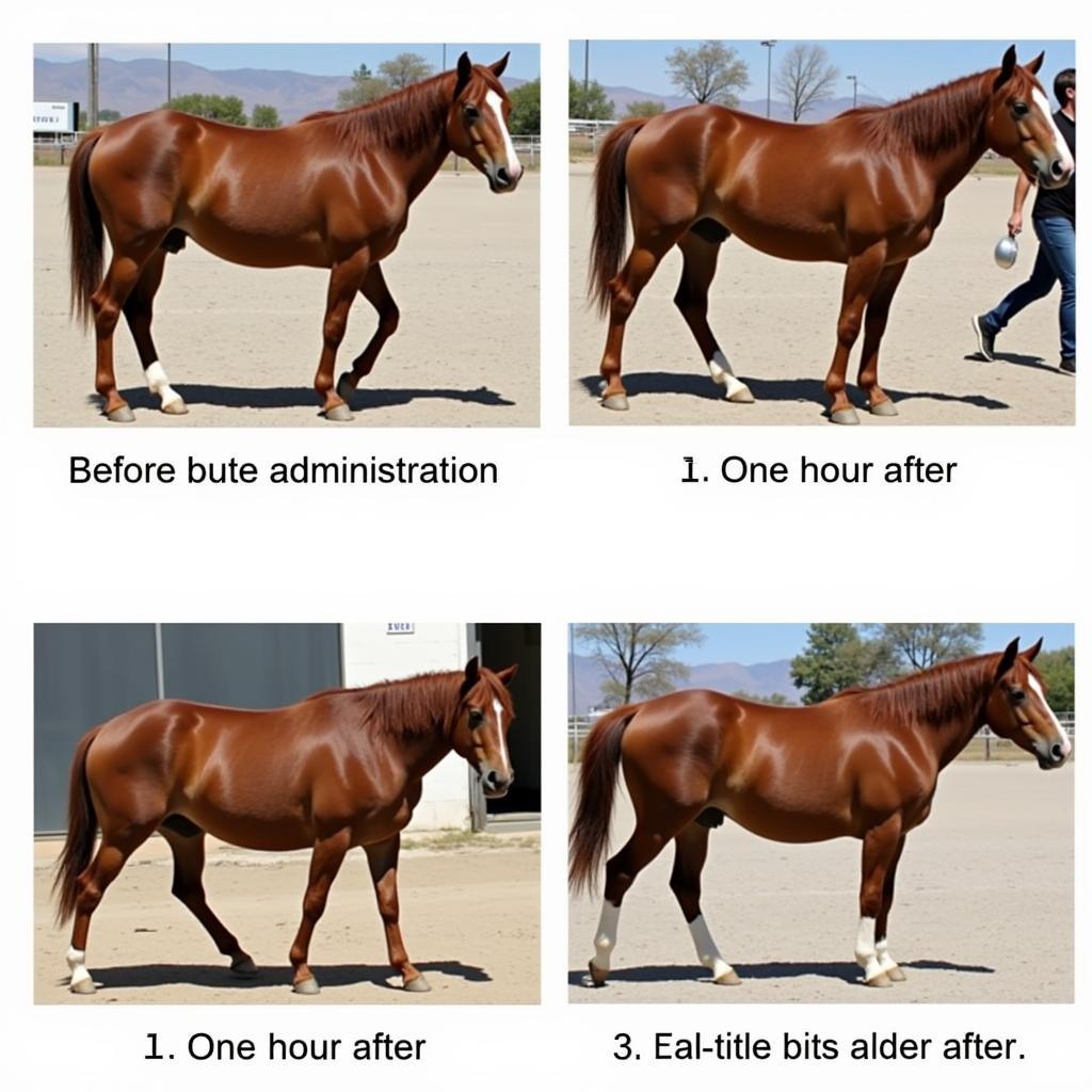 Bute Onset of Action in a Horse