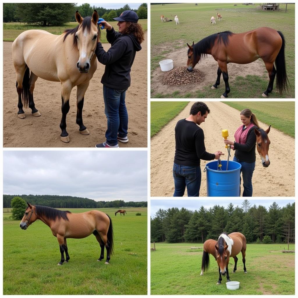 Ethical Horse Care Practices