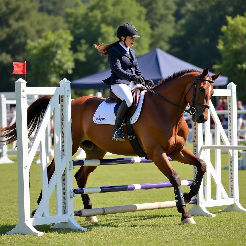 Horse Commander Training and Riding