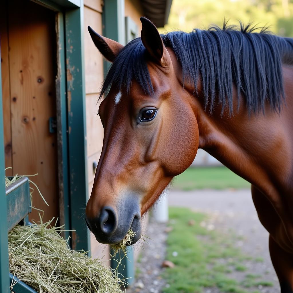 Horse Eating Haylage