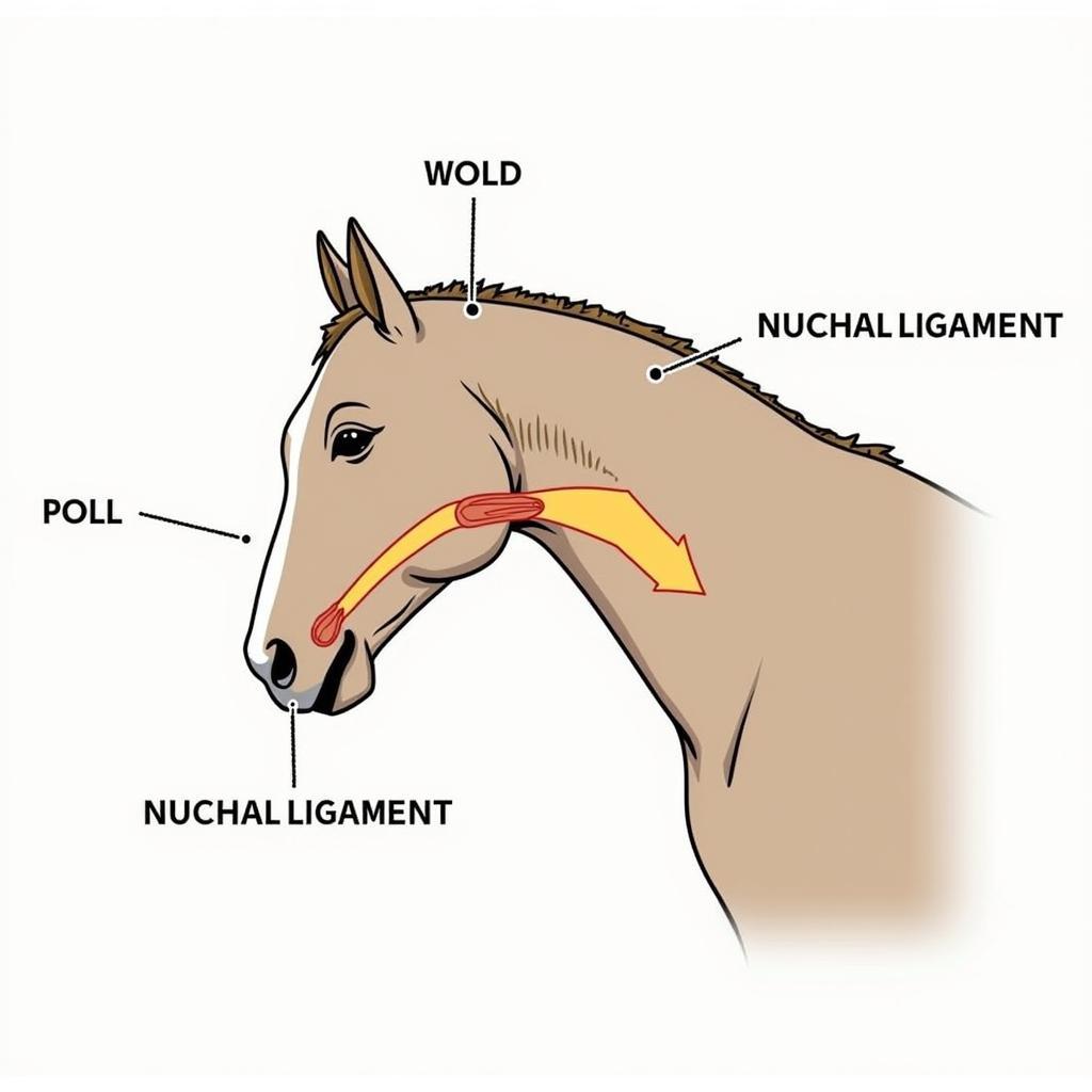 Horse Neck Nuchal Ligament Function