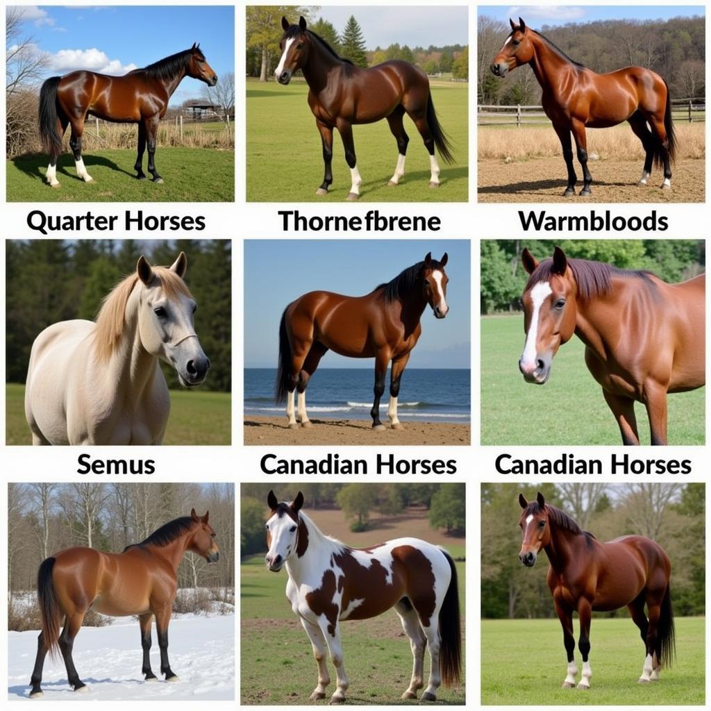 Horses of various breeds for sale in Canada