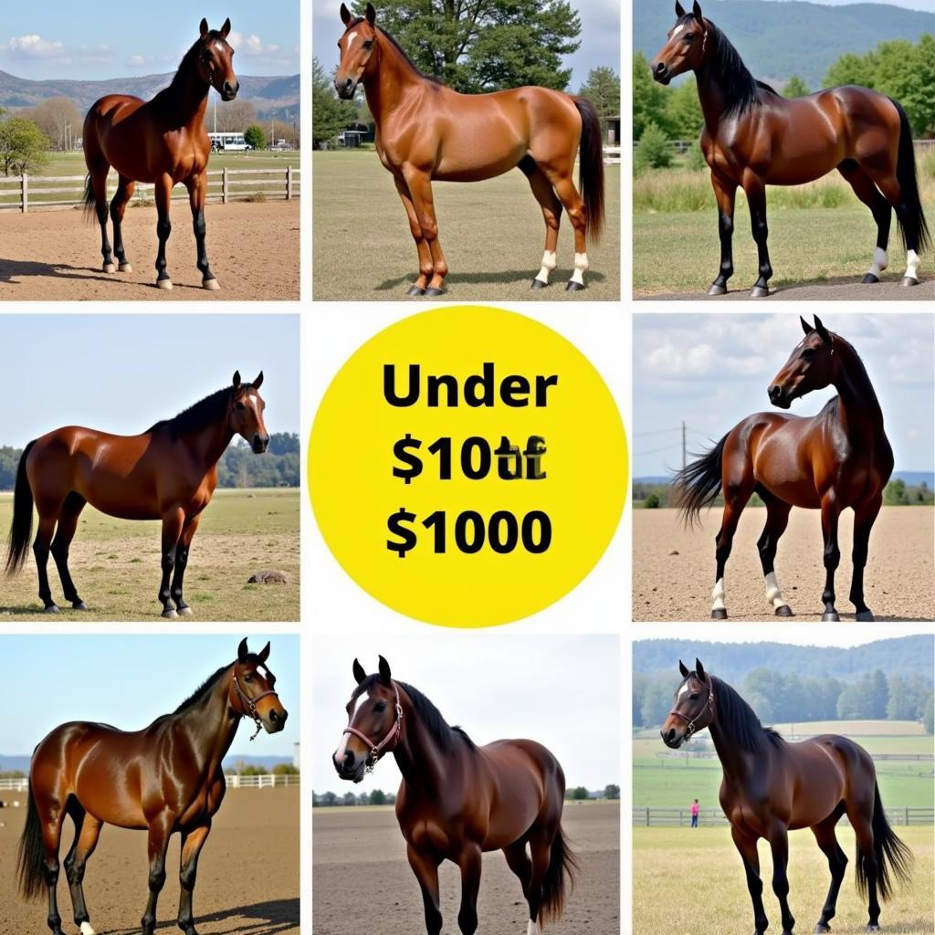 Affordable Horse Options