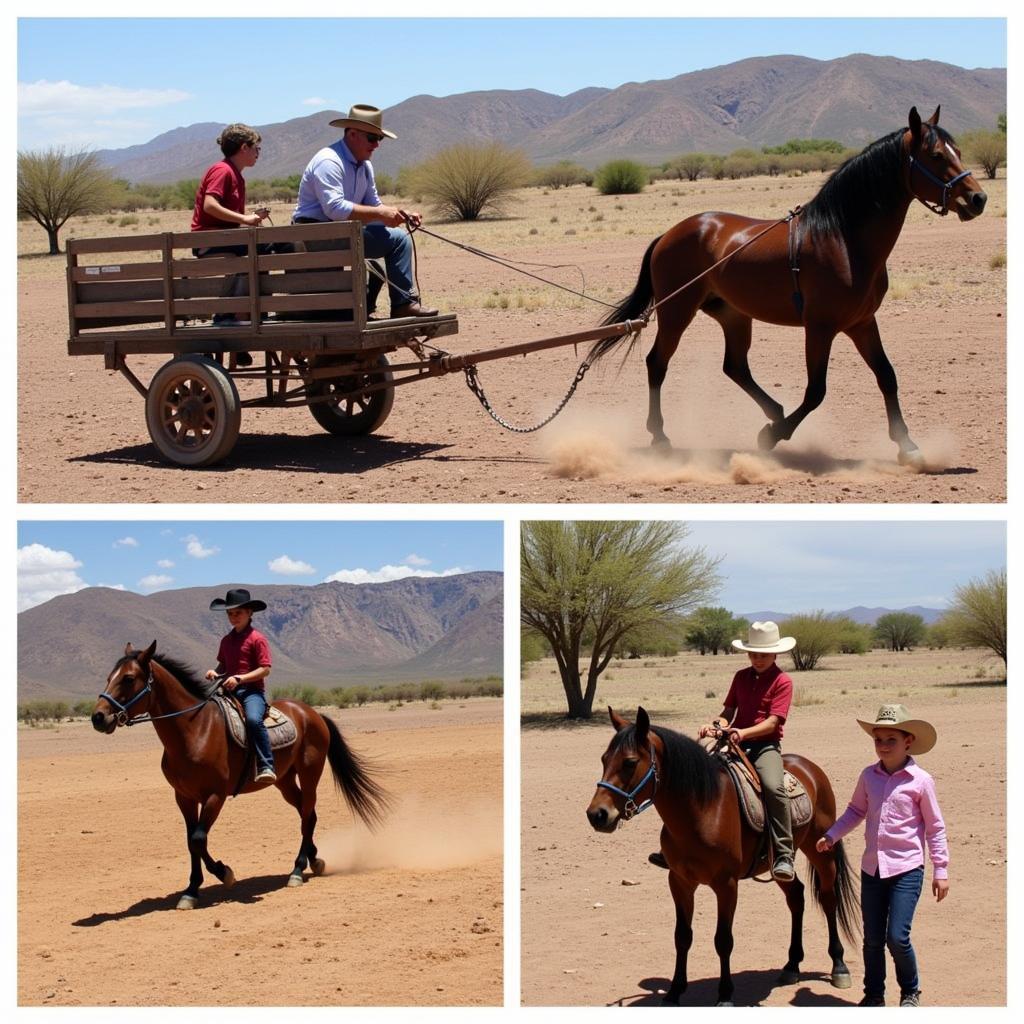 Miniature Horses Engaging in Activities in Arizona