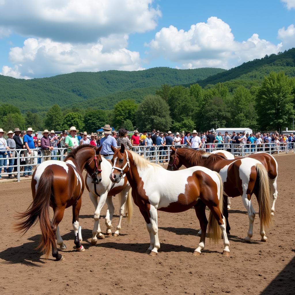 Paint Horse Show in New Jersey