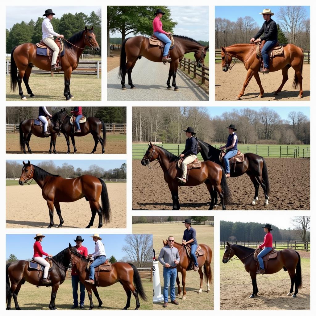 Quarter Horses for Sale in North Carolina