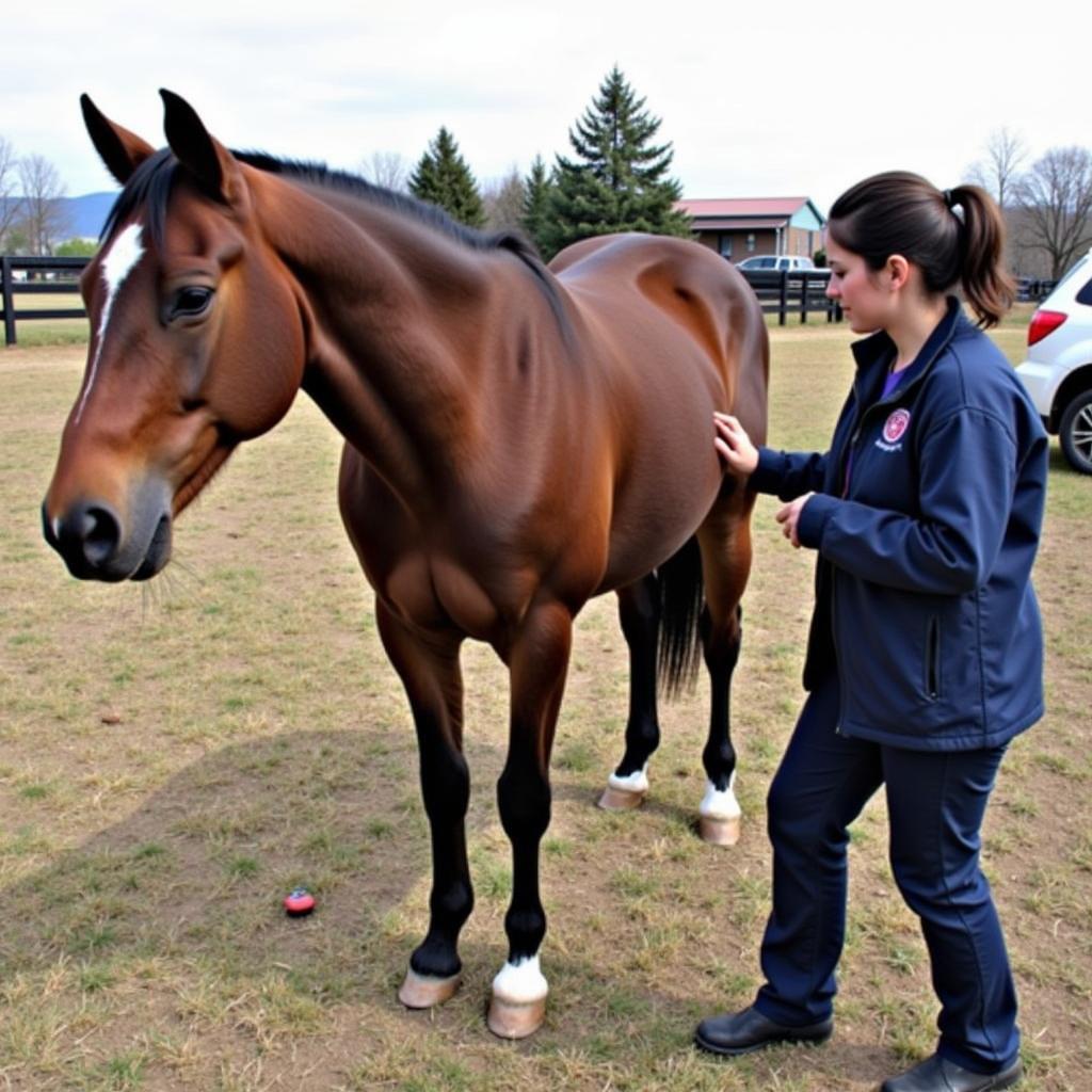 A veterinarian examines a rescued horse at Shepherd Mountain Horse Rescue. The horse is calm and seems to trust the vet.