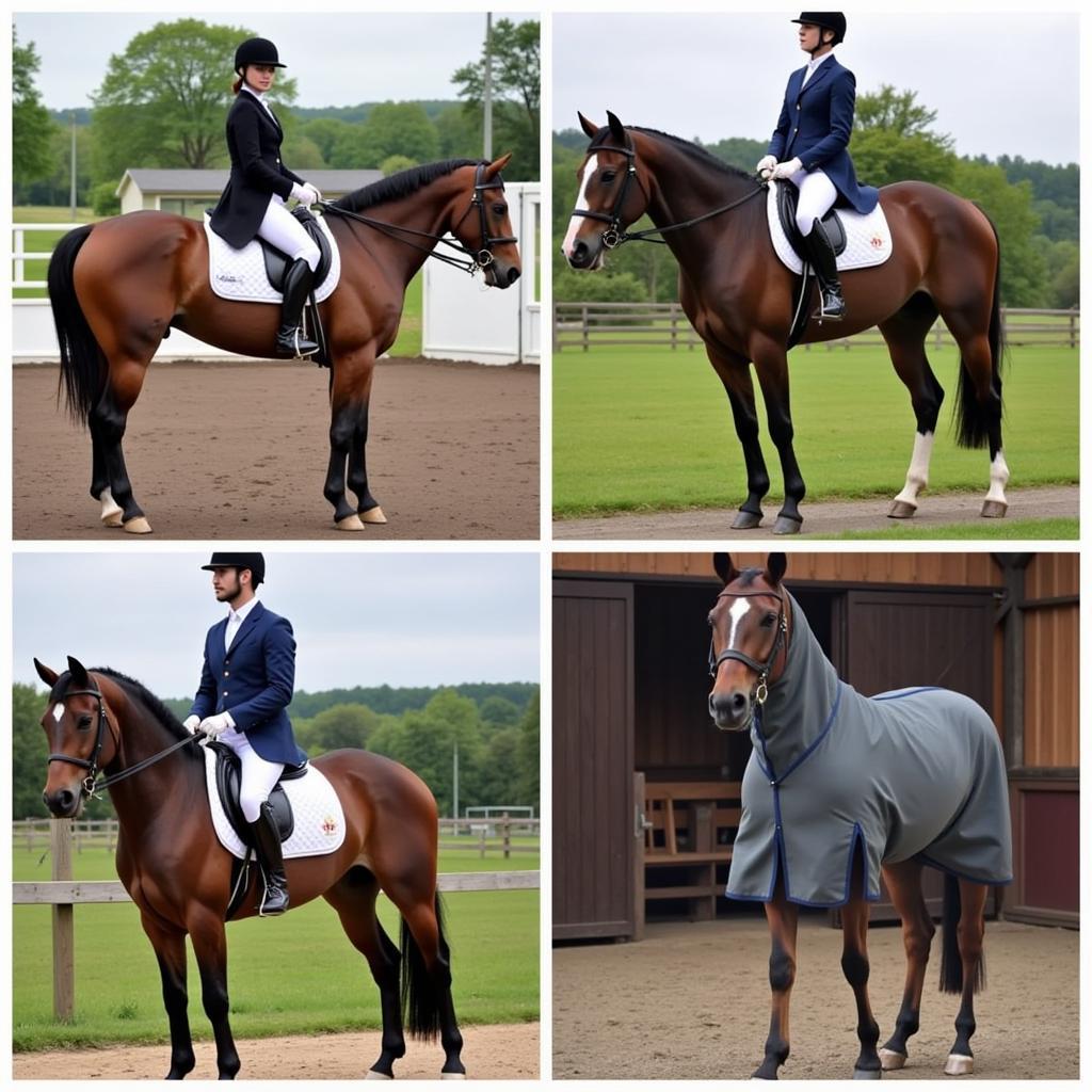 Specialized Horse Jackets for Different Disciplines