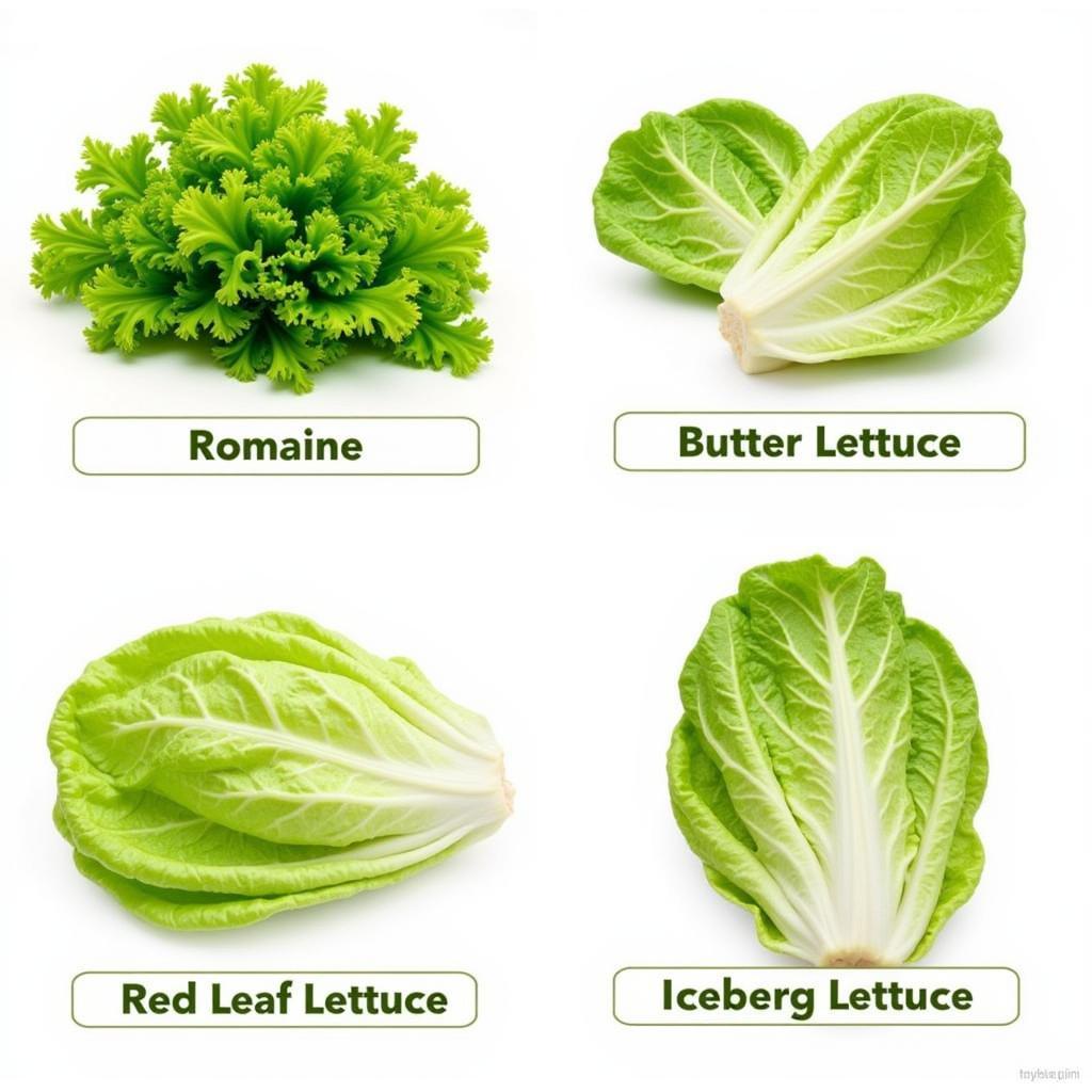 Various types of lettuce suitable and unsuitable for horses