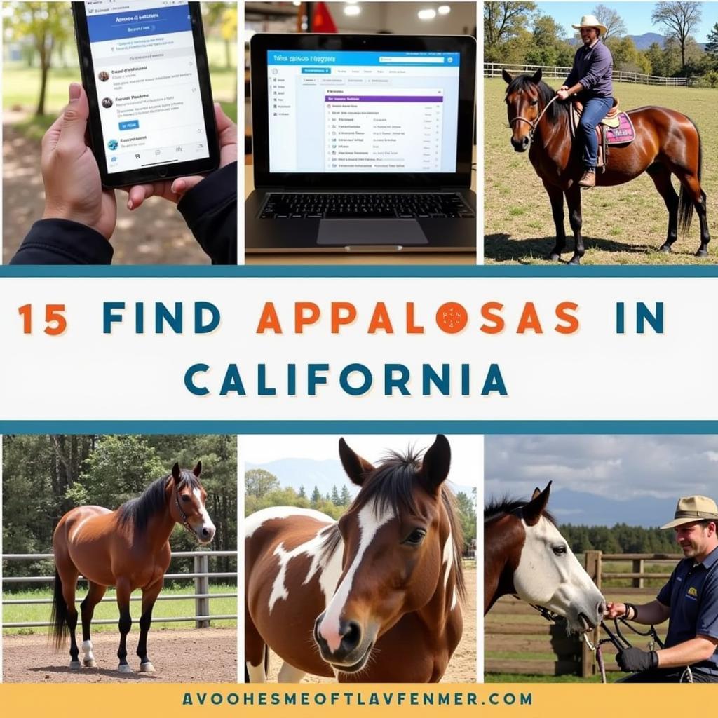 Searching for Appaloosa horses in California