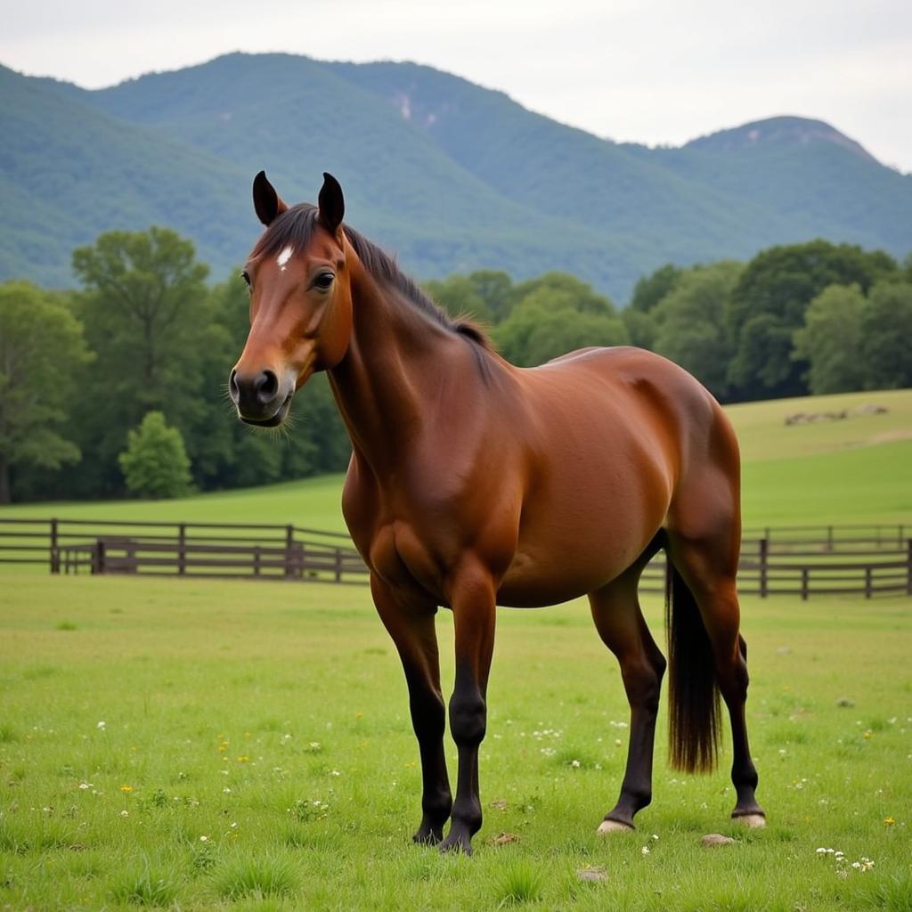 Happy Horse at a Castle Rock Boarding Facility