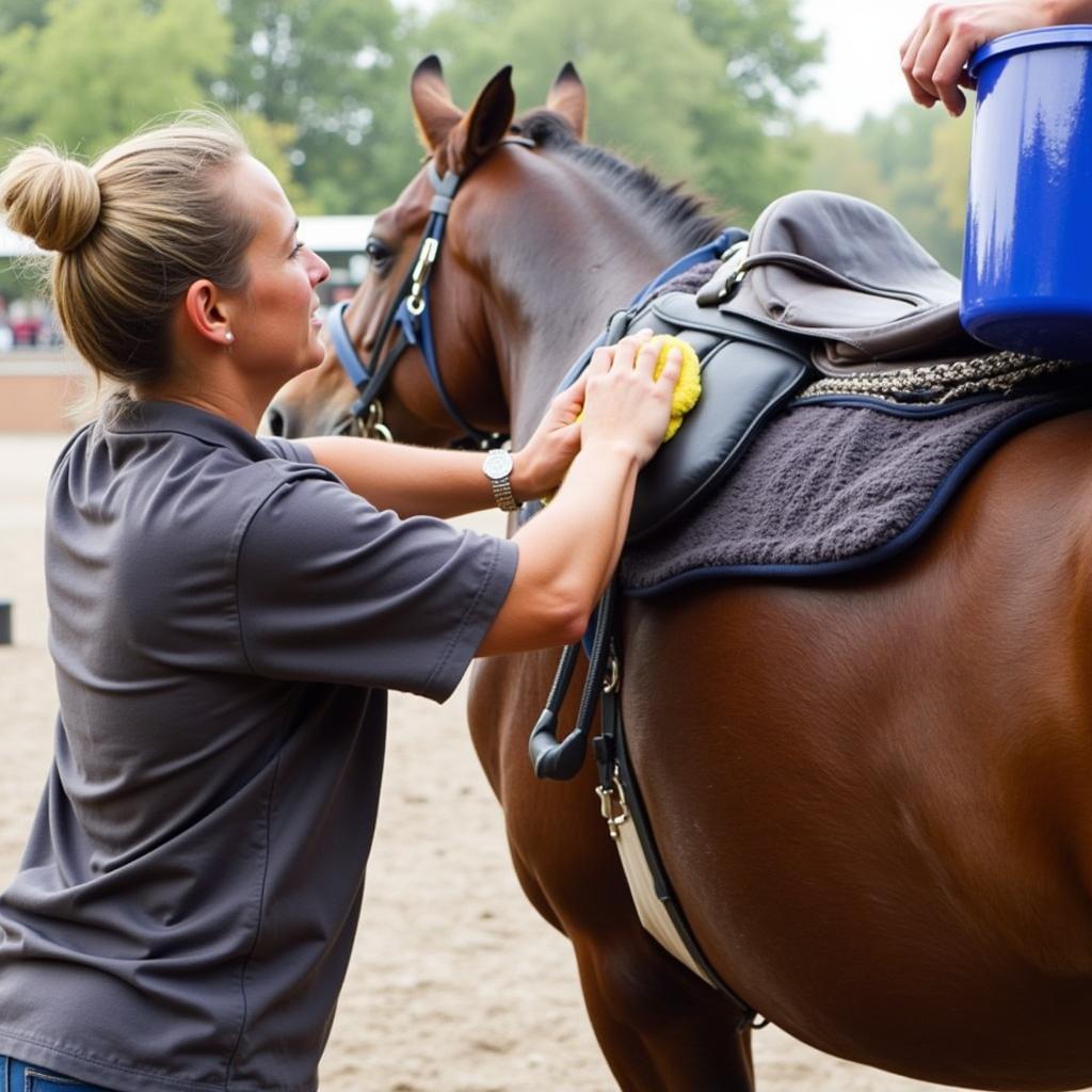 Horse Being Cooled Down After a Ride