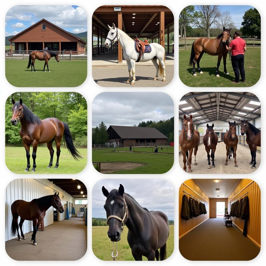 Amenities at Delaware Horse Boarding Facilities