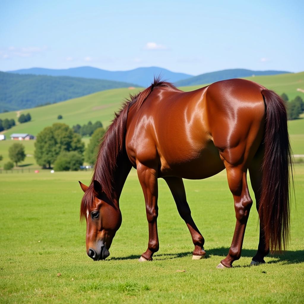 Horse Grazing Peacefully on a Knoll