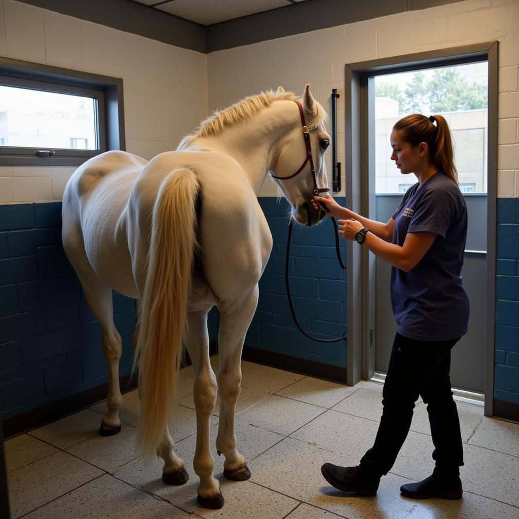 Horse recovering from sedation