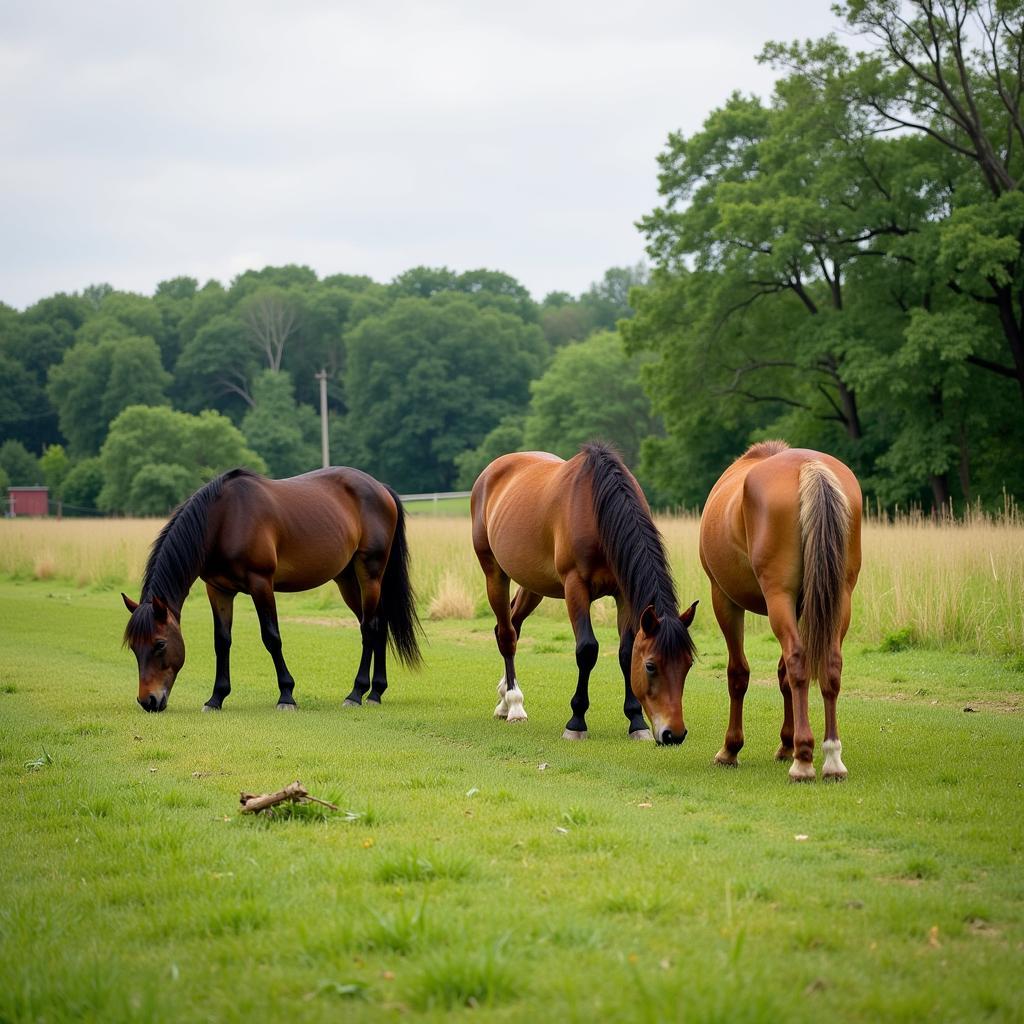 Responsible Miniature Horse Ownership