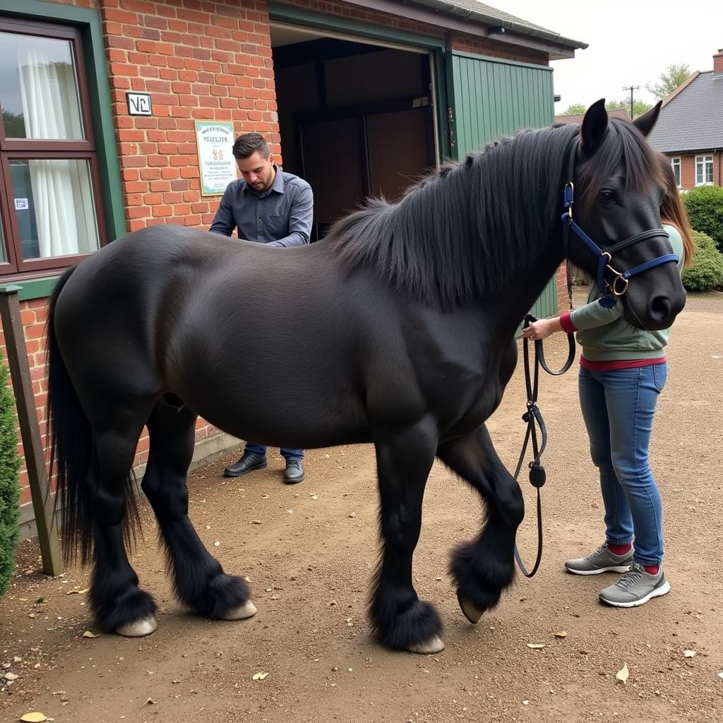 Sooty Horse Care Routine