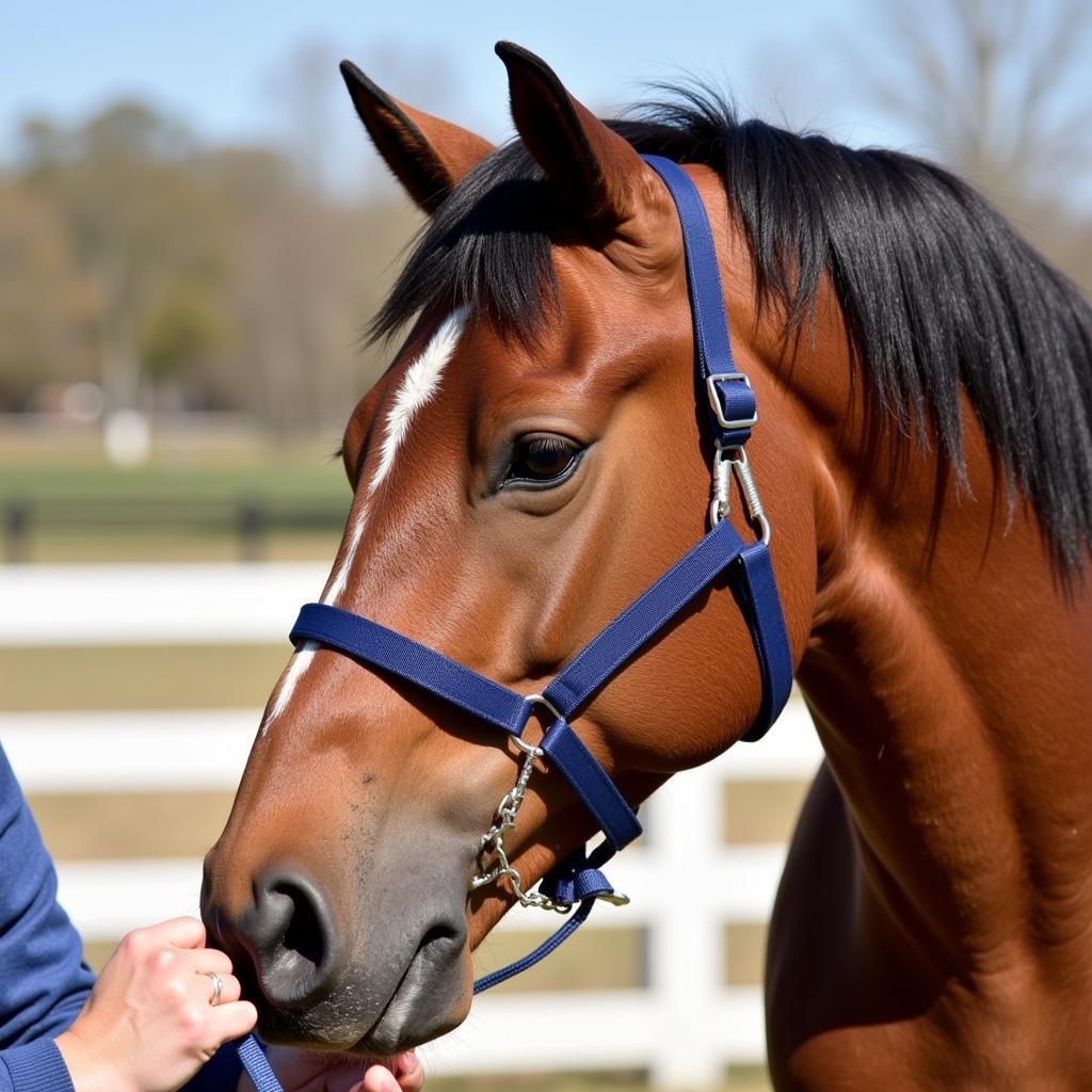 Horse wearing a training halter during groundwork training