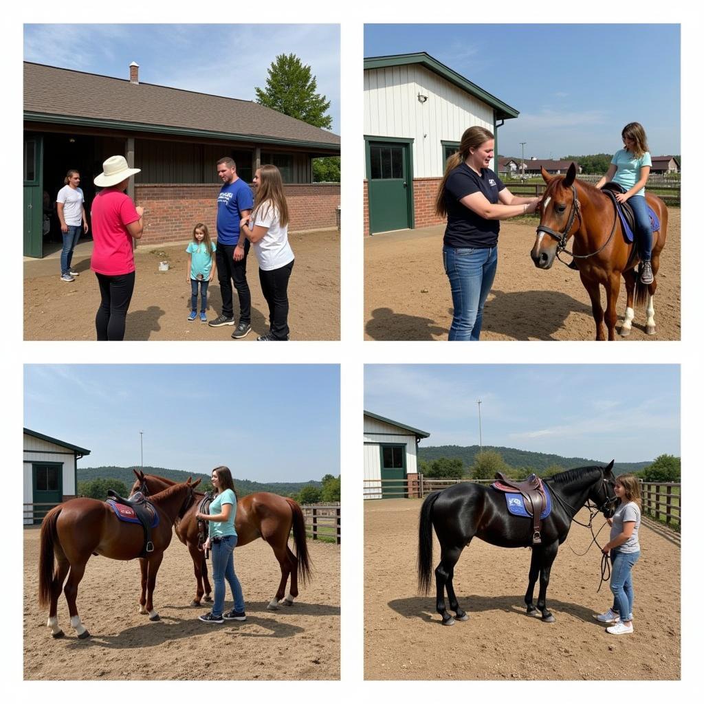 Visiting Trinity Horse Farm: Exploring the Facilities and Meeting the Team